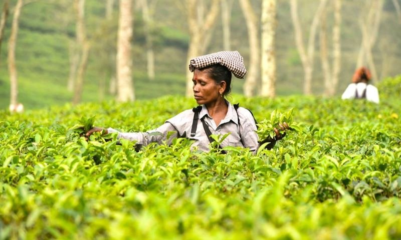 From the hills of Sreemangal to your cup